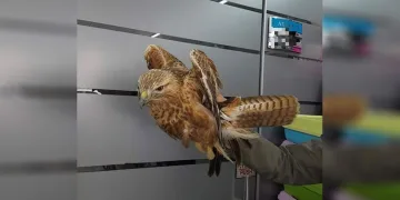 Yaralı kızıl şahin tedavi altına alındı