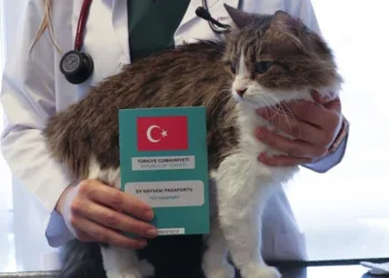 Mikroçip uygulamasında son iki gün
