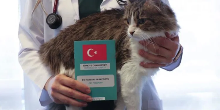 Mikroçip uygulamasında son iki gün