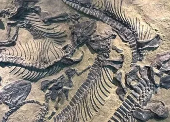 Çin’de dinozor fosilleri bulundu