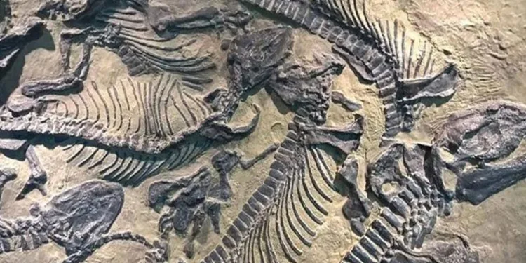 Çin’de dinozor fosilleri bulundu