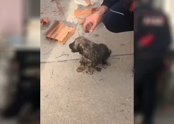 Binanın duvarını yıkıp yavru köpeği kurtardılar