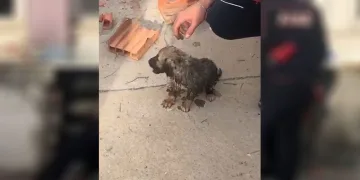 Binanın duvarını yıkıp yavru köpeği kurtardılar