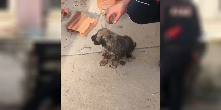 Binanın duvarını yıkıp yavru köpeği kurtardılar