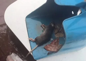 Yağmurda kalan fareye kalp masajı