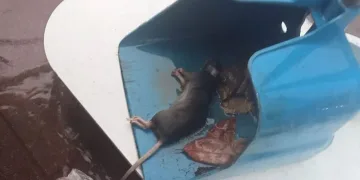 Yağmurda kalan fareye kalp masajı