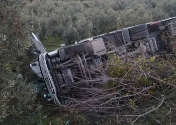Zeytinliğe devrilen tırda sürücü yaralandı