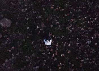 Kedilerin ‘dron’ sınavı