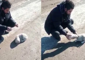 Yavru köpeğin kafası kavanoza sıkıştı