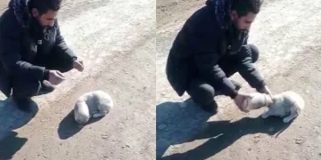 Yavru köpeğin kafası kavanoza sıkıştı