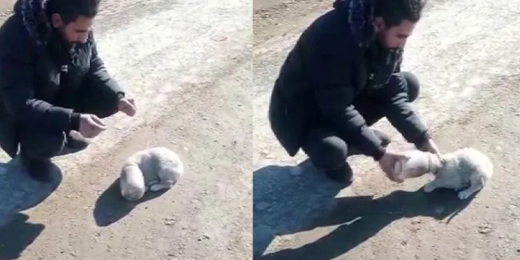 Yavru köpeğin kafası kavanoza sıkıştı