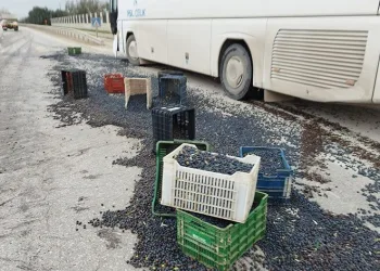 Kazada 1,5 ton zeytin yola saçıldı