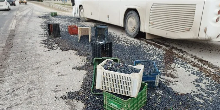 Kazada 1,5 ton zeytin yola saçıldı