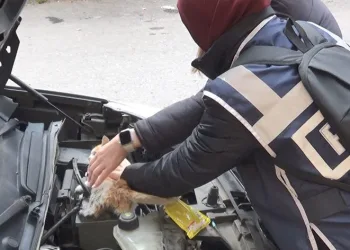 Şefkatli polisten yavru kediye yardım