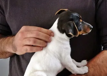 Antalya’da, yavru köpeği ısırıp yumrukladı