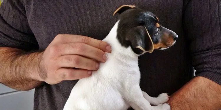 Antalya’da, yavru köpeği ısırıp yumrukladı