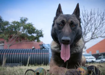 Arama köpekleri eğitimlerle göreve hazır tutuluyor