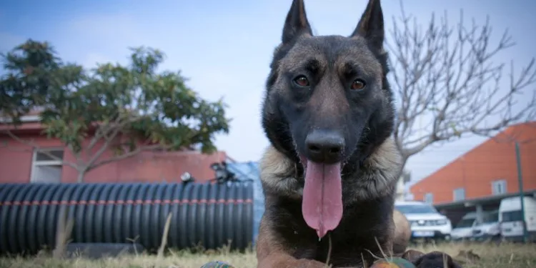 Arama köpekleri eğitimlerle göreve hazır tutuluyor