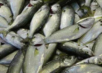 Palamut tezgahlardaki yerini çinekopa bırakıyor