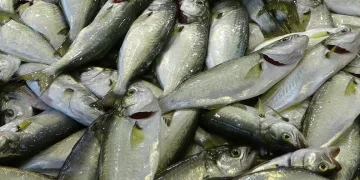 Palamut tezgahlardaki yerini çinekopa bırakıyor
