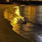 Mudanya sahilinde su samuru görüldü.