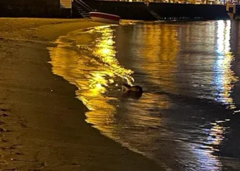 Mudanya sahilinde su samuru görüldü.