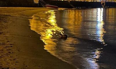 Mudanya sahilinde su samuru görüldü.