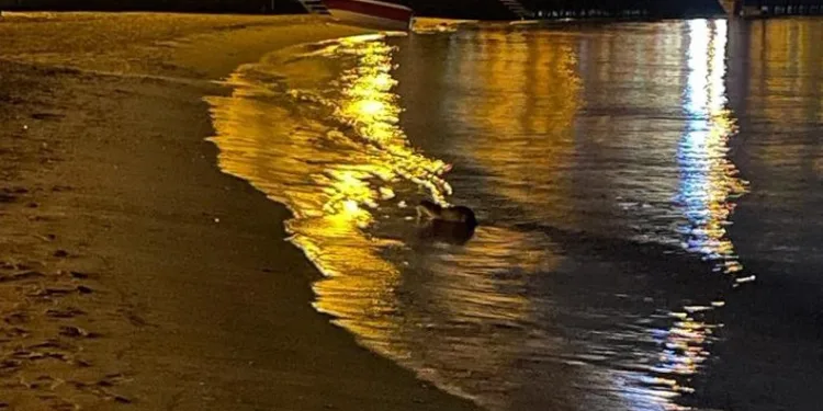 Mudanya sahilinde su samuru görüldü.