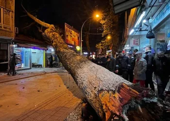 Bursa’da 40 metrelik çınar ağacı dükkanların üzerine devrildi