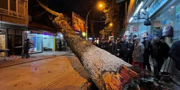 Bursa’da 40 metrelik çınar ağacı dükkanların üzerine devrildi