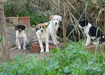 Bursa’da yavru köpeklere site sakinleri sahip çıktı