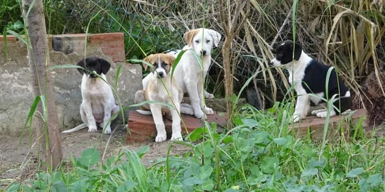 Bursa’da yavru köpeklere site sakinleri sahip çıktı