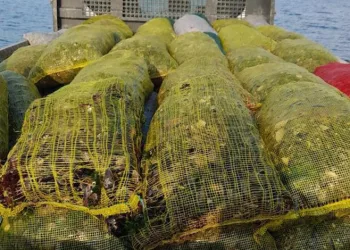 Bursa’da kaçak avlanılan midyeler denize bırakıldı