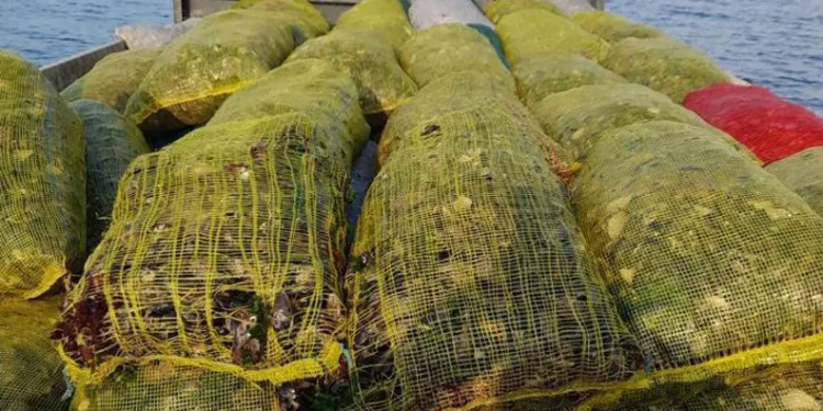 Bursa’da kaçak avlanılan midyeler denize bırakıldı