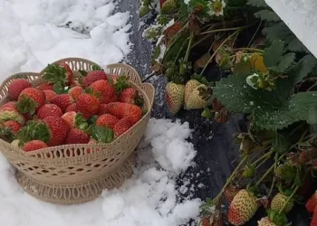 Yaylada kar altında çilek hasadı