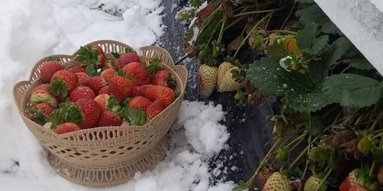 Yaylada kar altında çilek hasadı