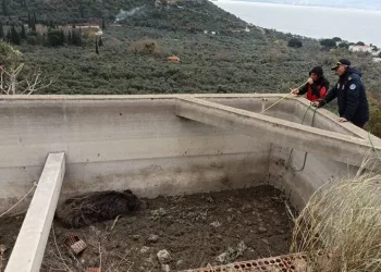 Sulama havuzuna düşen hayvan kurtarıldı