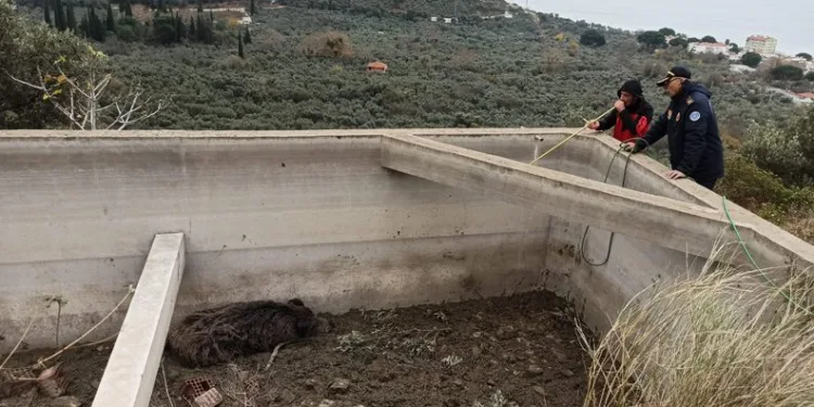 Sulama havuzuna düşen hayvan kurtarıldı