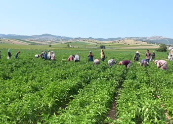 Yenişehir Biberi’ne tescil belgesi