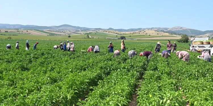 Yenişehir Biberi’ne tescil belgesi
