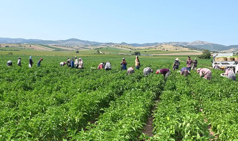 Yenişehir Biberi’ne tescil belgesi