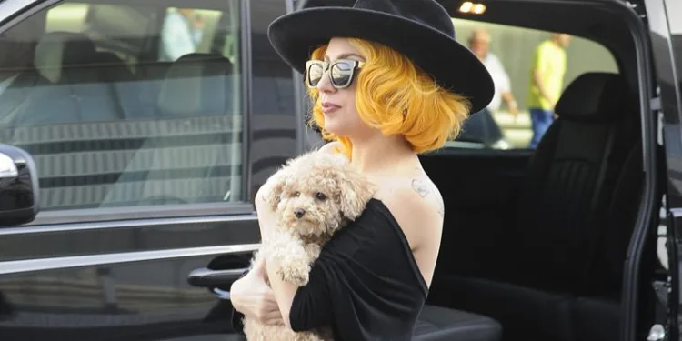Lady Gaga’nın köpeklerini kaçıran saldırgana hapis