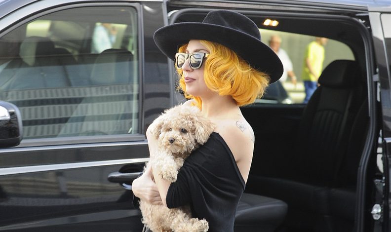 Lady Gaga'nın köpeklerini kaçıran saldırgana hapis