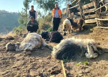 Sokak köpekleri, 9 keçiyi telef etti