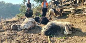 Sokak köpekleri, 9 keçiyi telef etti