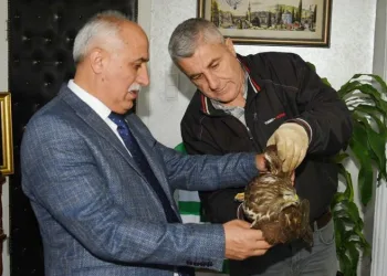 Vurulmuş yaralı şahin için harekete geçildi