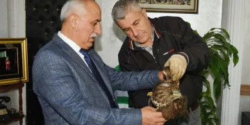 Vurulmuş yaralı şahin için harekete geçildi