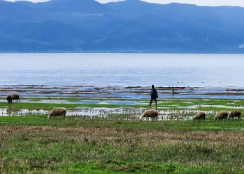 Suları çekilen İznik Gölü’nde artık koyunlar otluyor