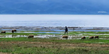 Suları çekilen İznik Gölü’nde artık koyunlar otluyor