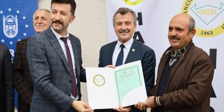 Buğdayın atasına sertifikalı üretim